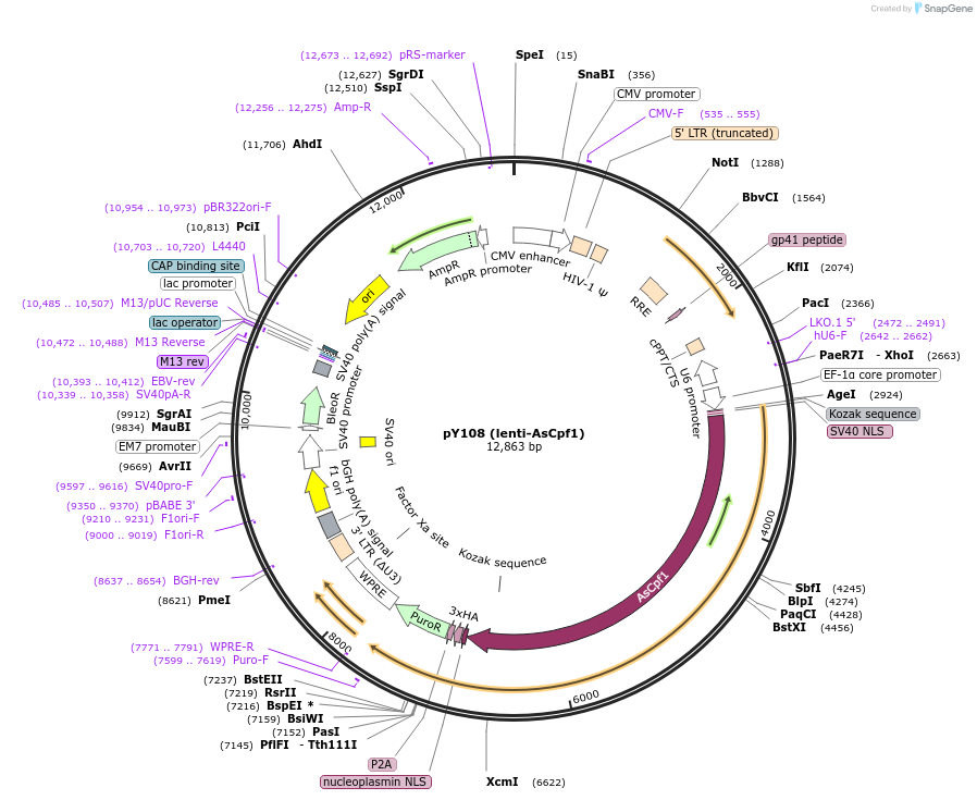84739-plasmid-map-sequence-id-363141