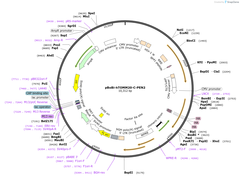 183647-plasmid-map-sequence-id-363142