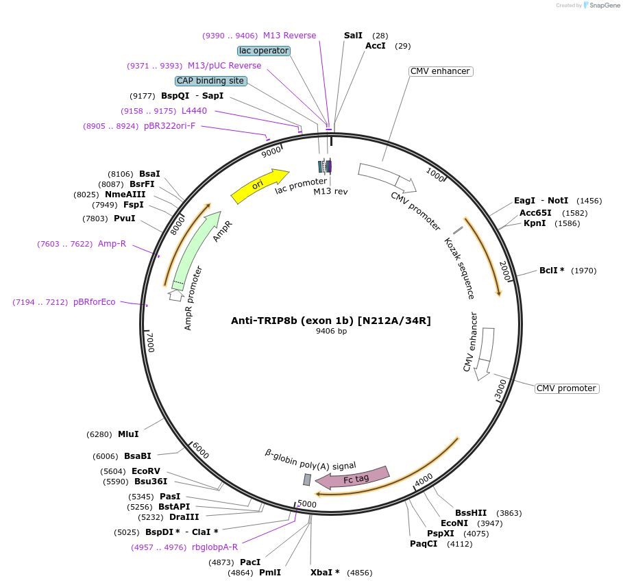 182108-plasmid-map-sequence-id-363144