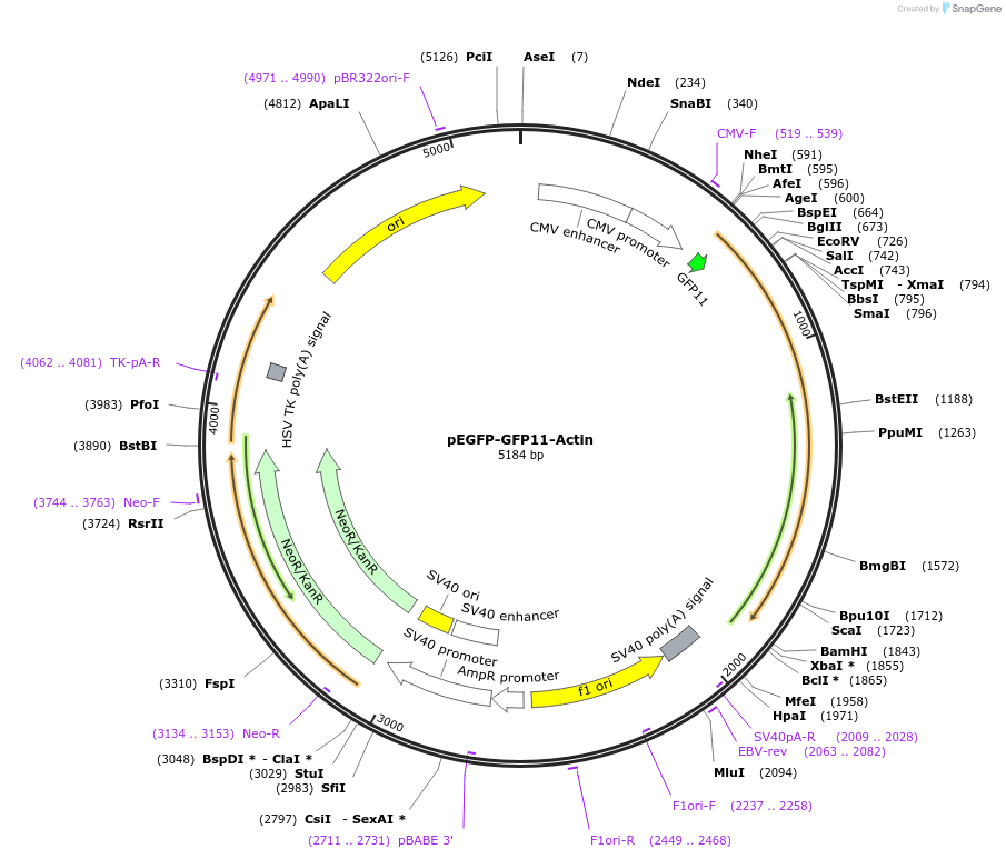 181966-plasmid-map-sequence-id-363147