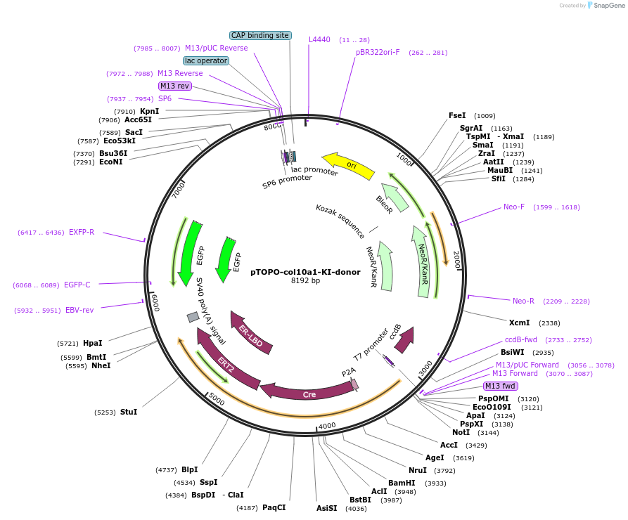 184874-plasmid-map-sequence-id-363155