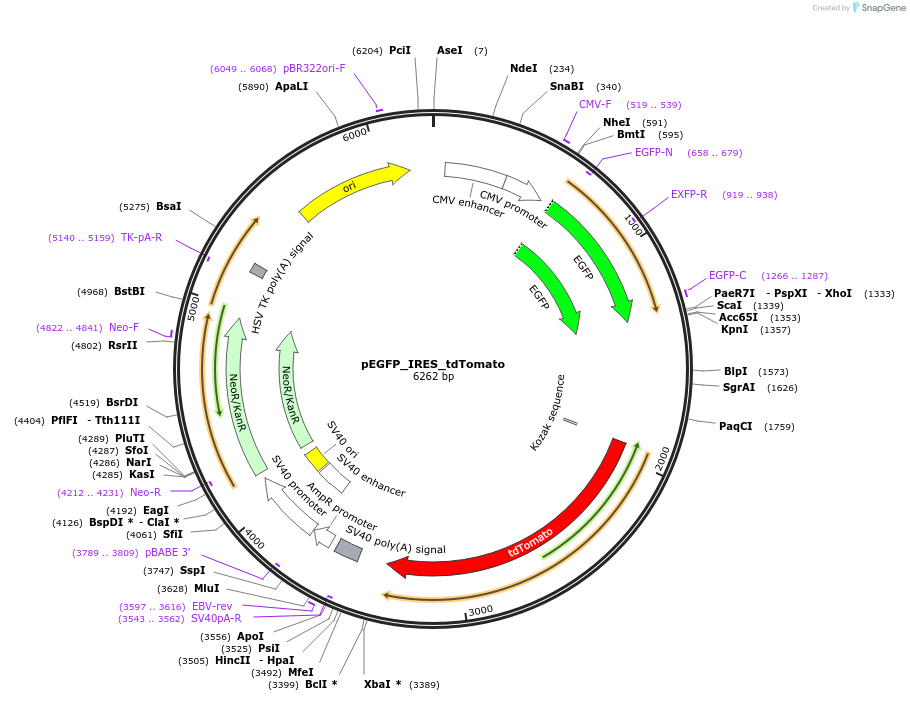 184046-plasmid-map-sequence-id-363158
