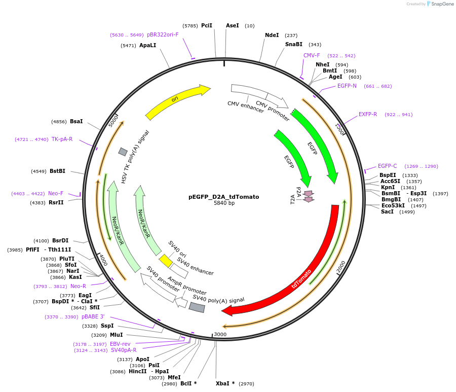 184045-plasmid-map-sequence-id-363159