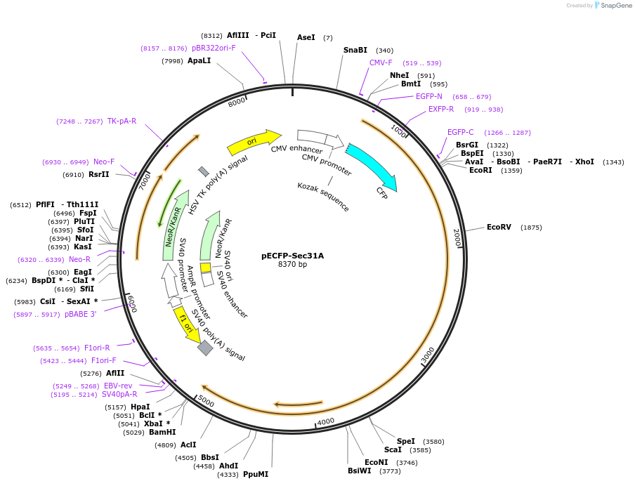 66612-plasmid-map-sequence-id-363160