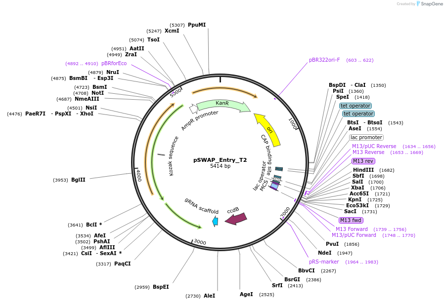 184864-plasmid-map-sequence-id-363178