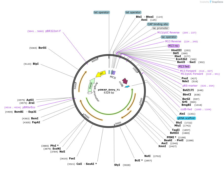 184863-plasmid-map-sequence-id-363180