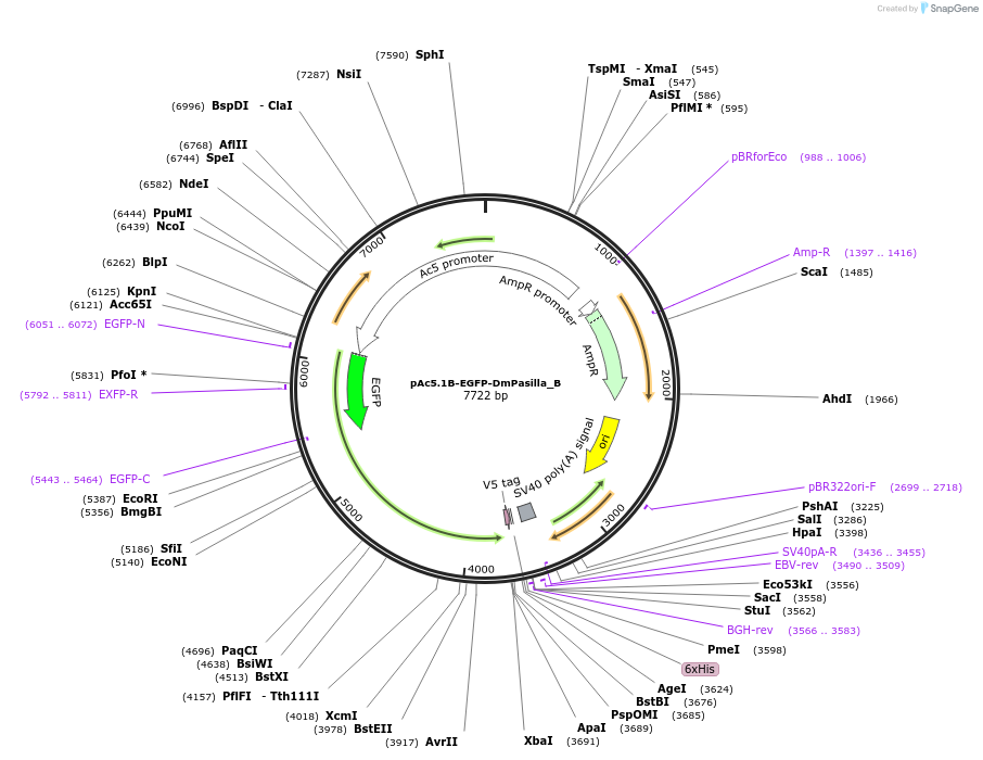 145923-plasmid-map-sequence-id-363184