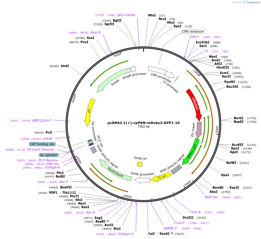 181859-plasmid-map-sequence-id-363186