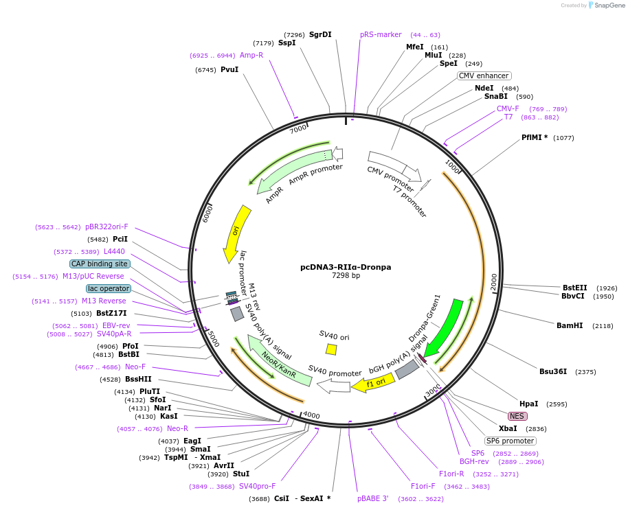 182331-plasmid-map-sequence-id-363196