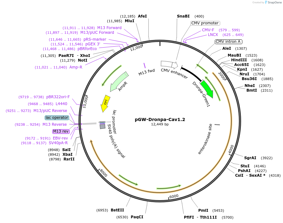 182333-plasmid-map-sequence-id-363204