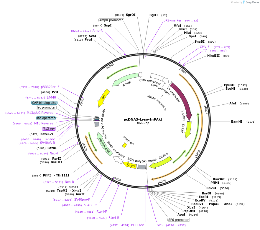 184053-plasmid-map-sequence-id-363221