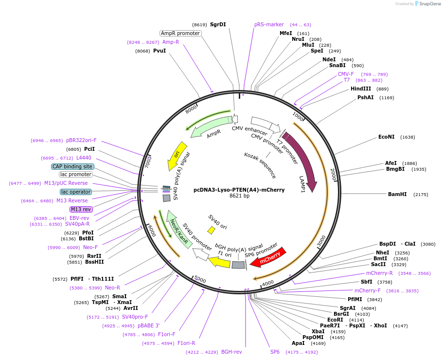 184054-plasmid-map-sequence-id-363239