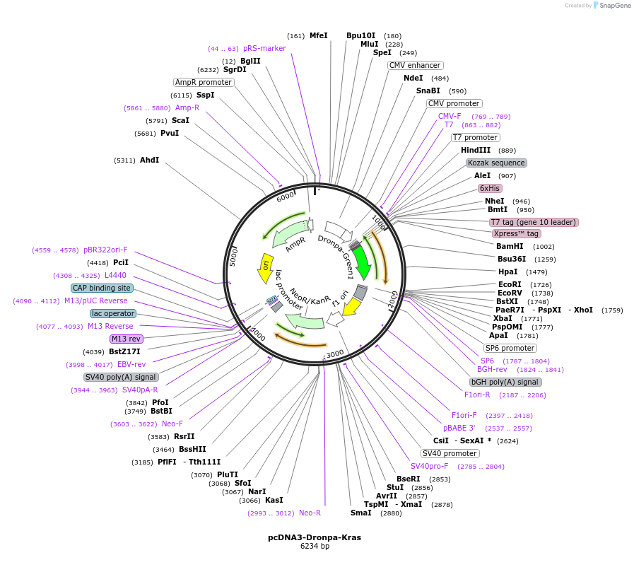 182329-plasmid-map-sequence-id-363283
