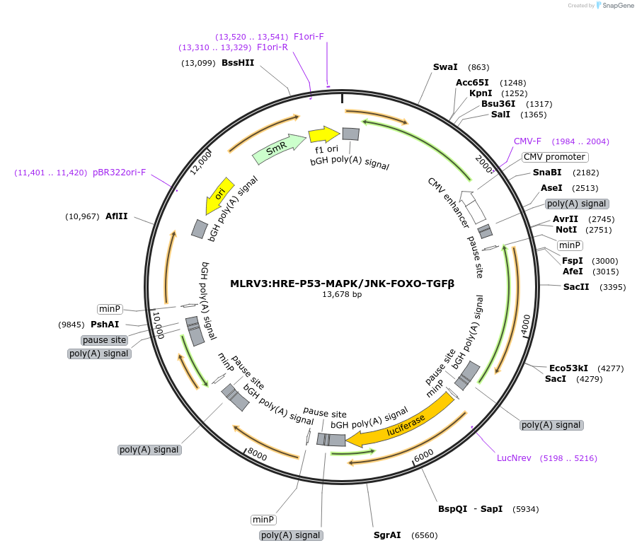 178320-plasmid-map-sequence-id-363290