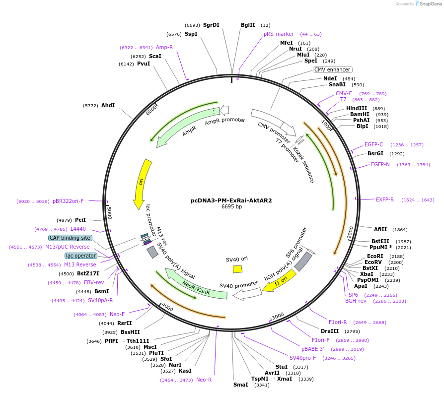 184050-plasmid-map-sequence-id-363291