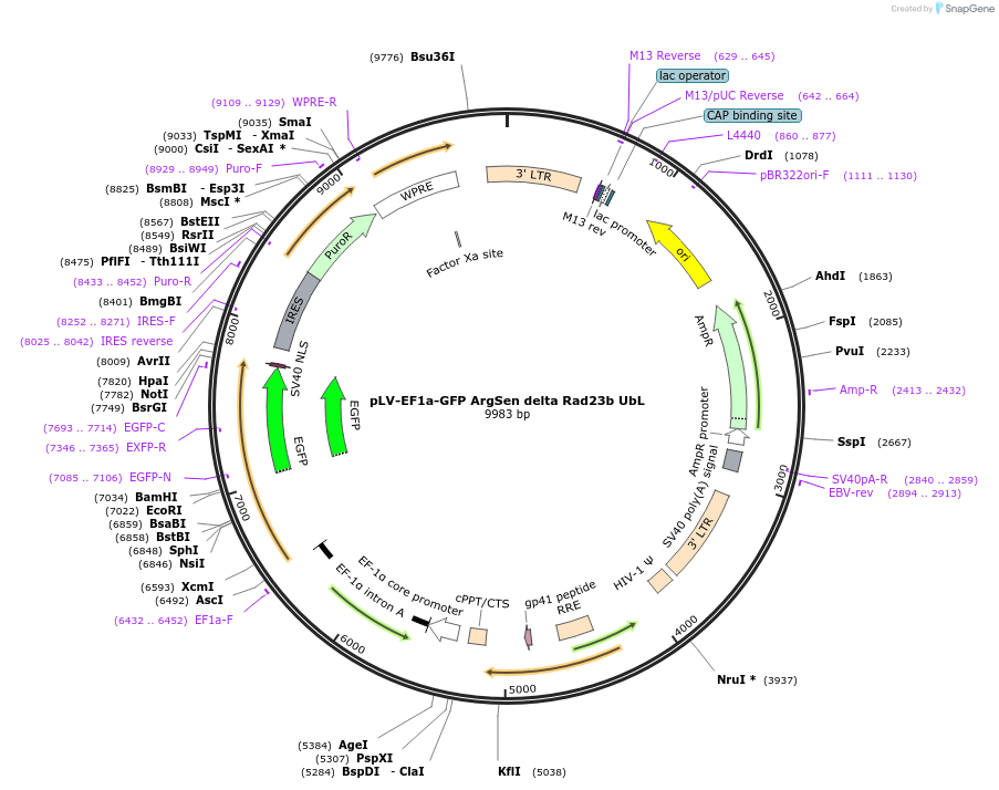 184703-plasmid-map-sequence-id-363294