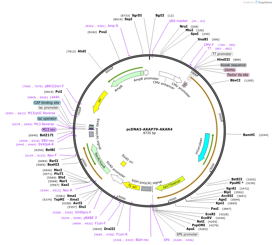 181957-plasmid-map-sequence-id-363296