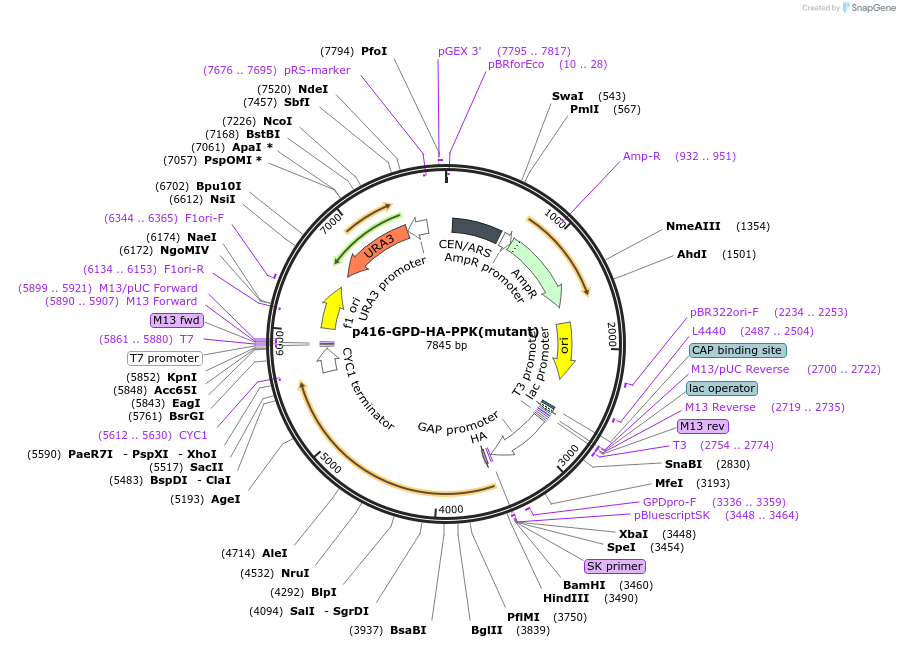 183944-plasmid-map-sequence-id-363303