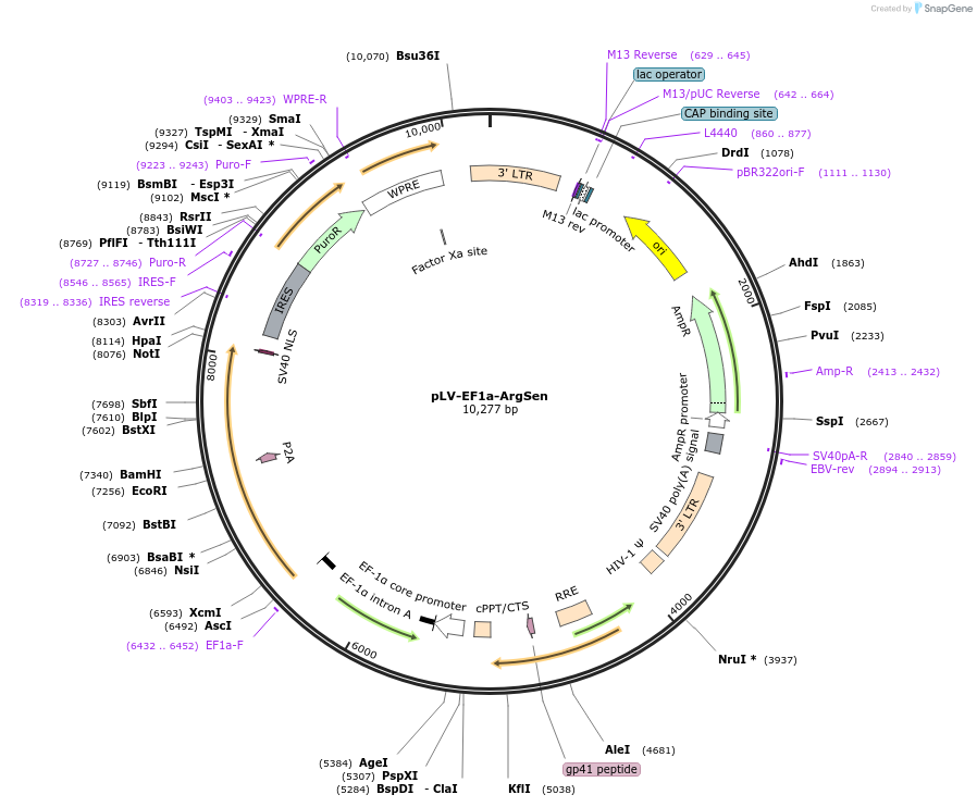 184700-plasmid-map-sequence-id-363308