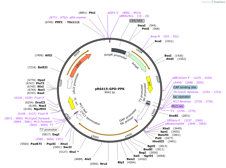 183941-plasmid-map-sequence-id-363309