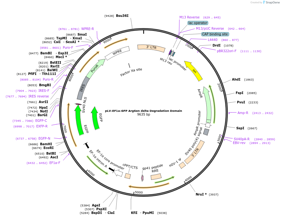184701-plasmid-map-sequence-id-363312