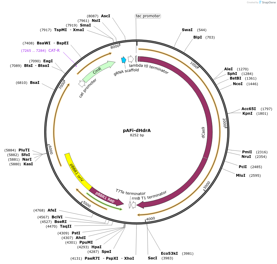 184907-plasmid-map-sequence-id-363323