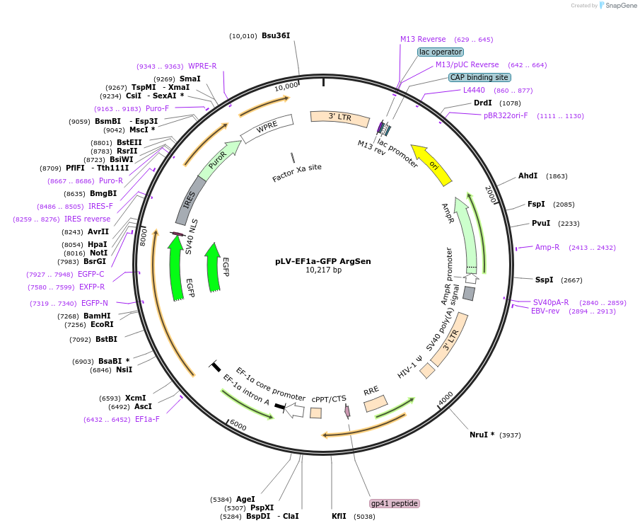 184704-plasmid-map-sequence-id-363340