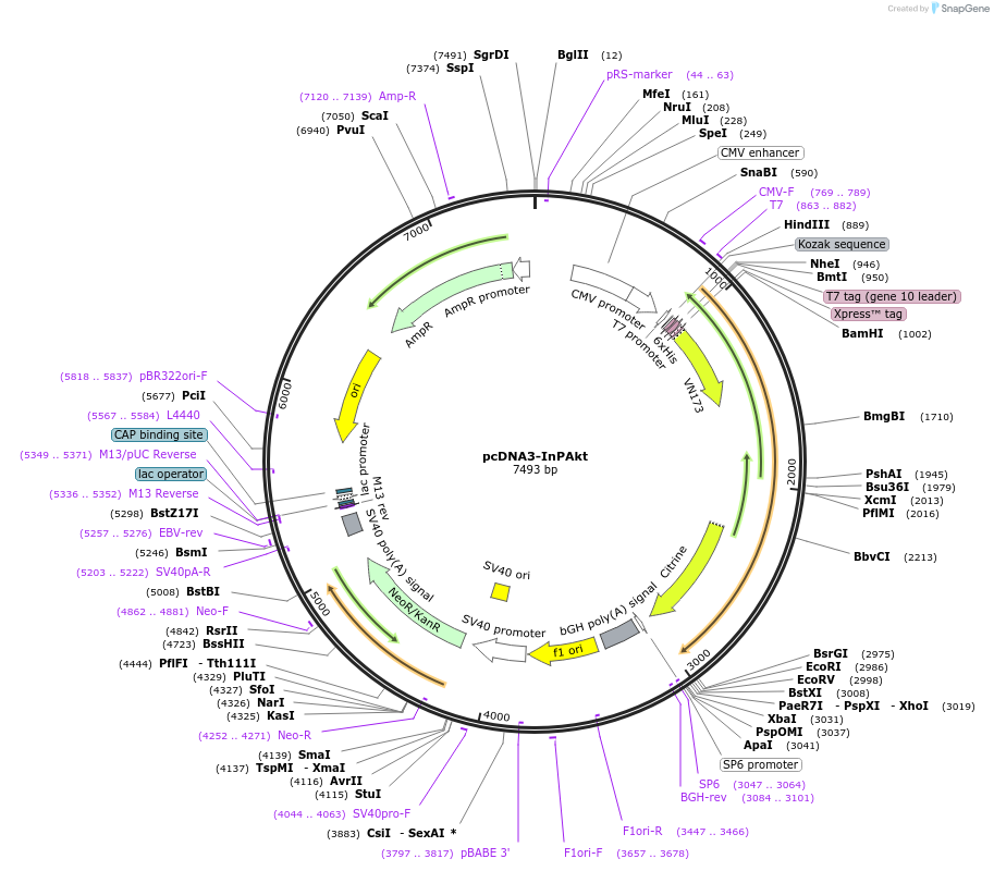 181914-plasmid-map-sequence-id-363357