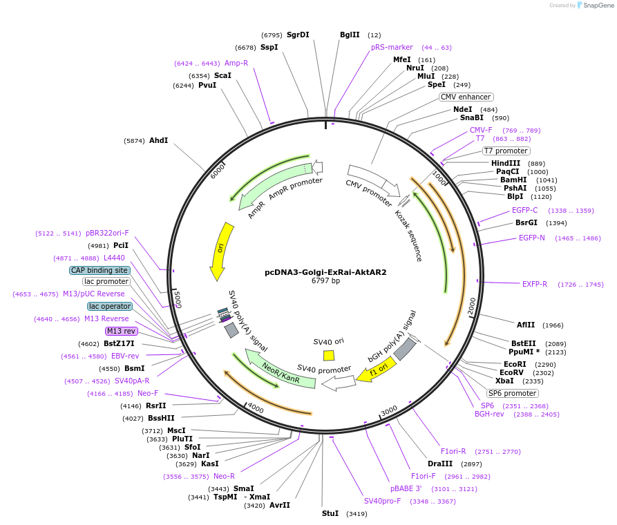 184051-plasmid-map-sequence-id-363361