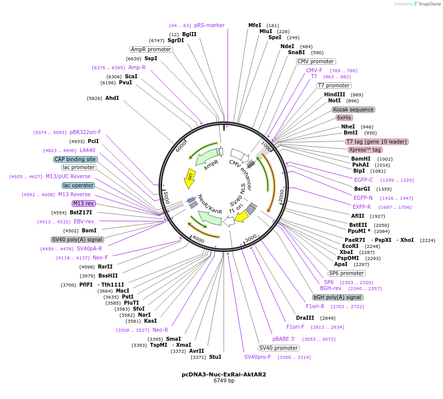184049-plasmid-map-sequence-id-363362