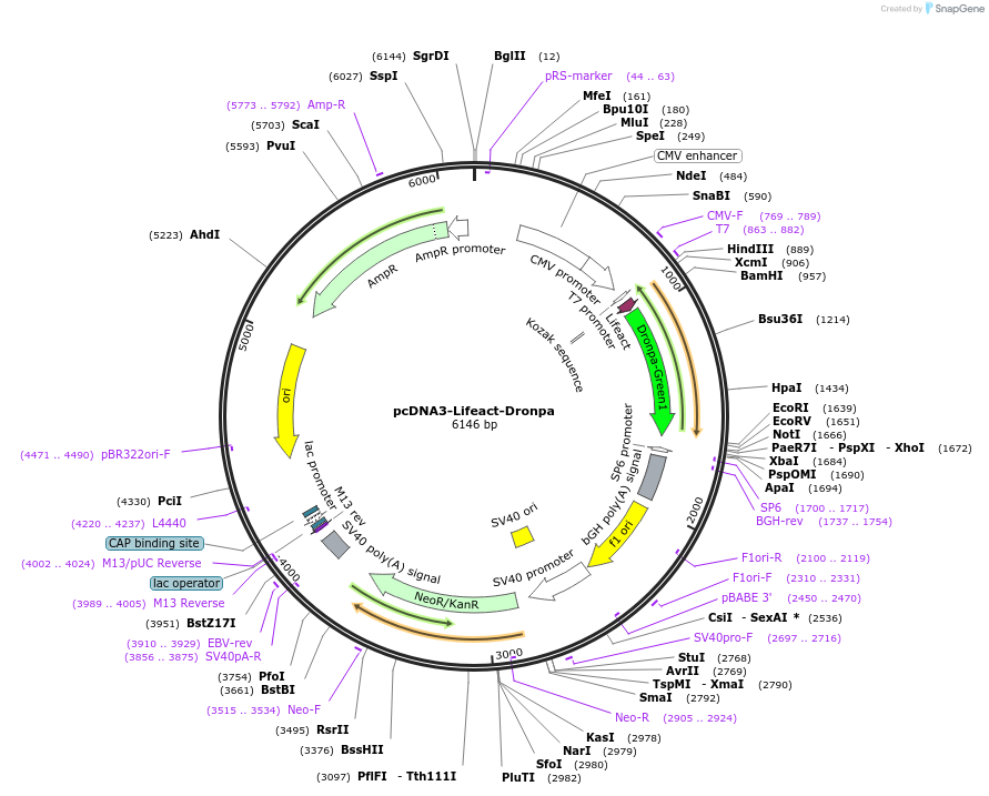 182330-plasmid-map-sequence-id-363368