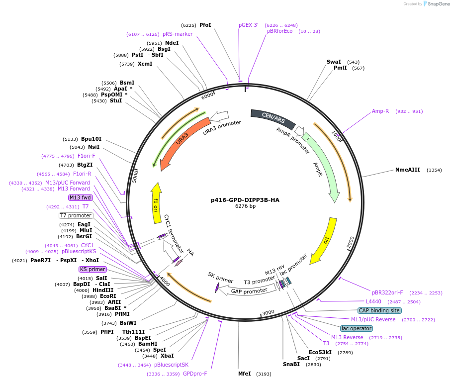 183949-plasmid-map-sequence-id-363370