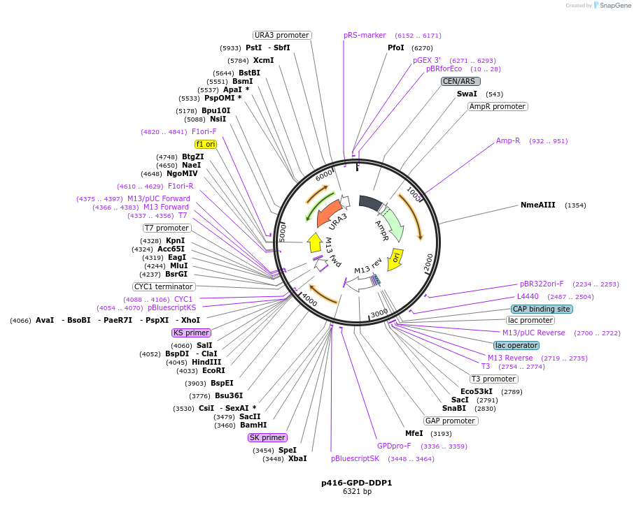 183950-plasmid-map-sequence-id-363371