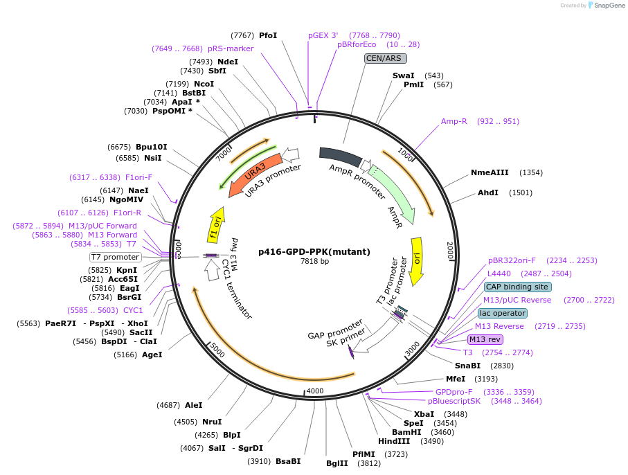 183942-plasmid-map-sequence-id-363372