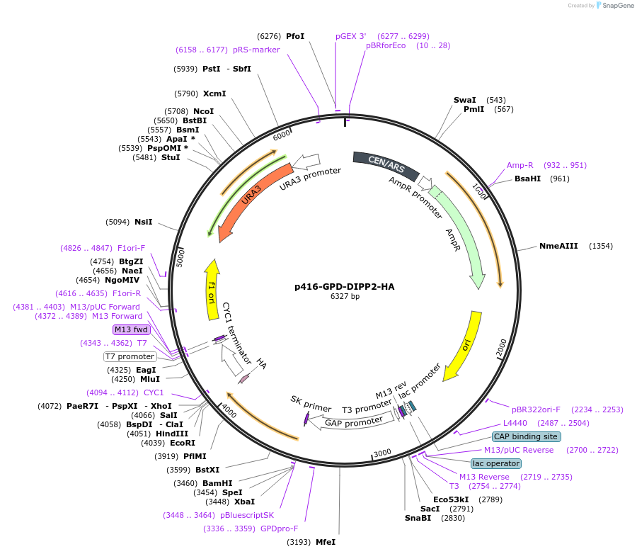 183947-plasmid-map-sequence-id-363373