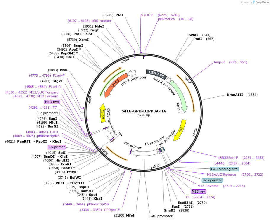 183948-plasmid-map-sequence-id-363374