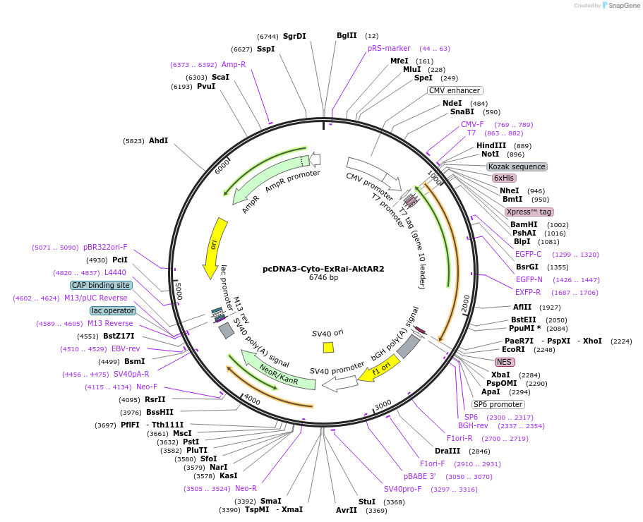 184048-plasmid-map-sequence-id-363390
