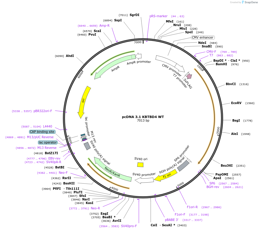184627-plasmid-map-sequence-id-363391
