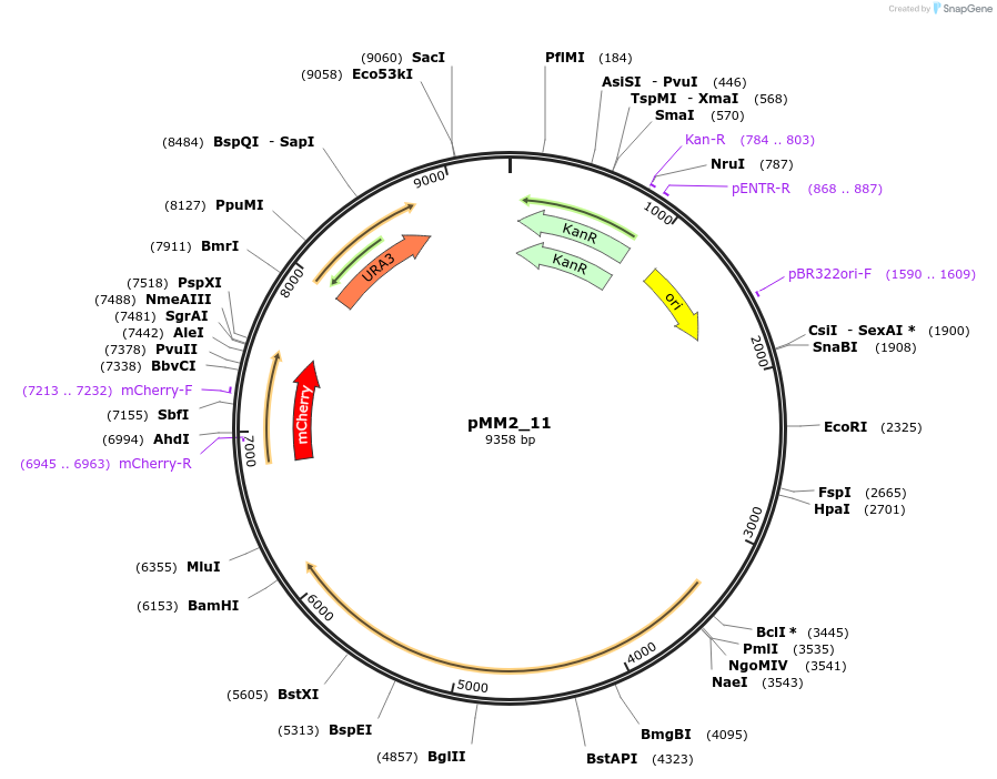 183060-plasmid-map-sequence-id-363416
