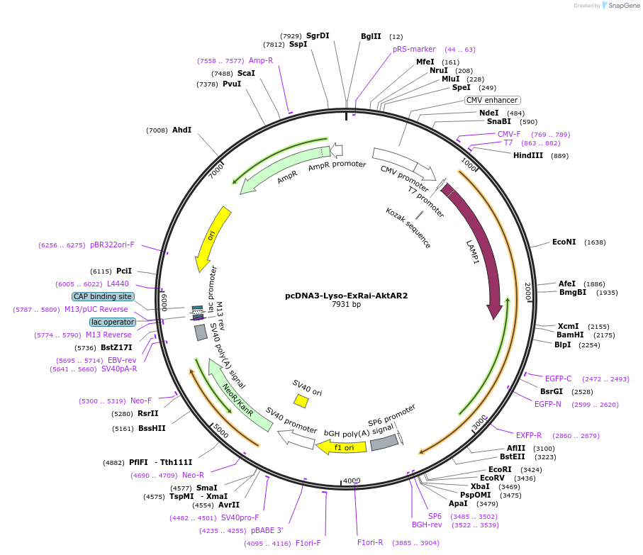 184052-plasmid-map-sequence-id-363417