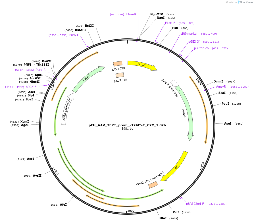 183080-plasmid-map-sequence-id-363419