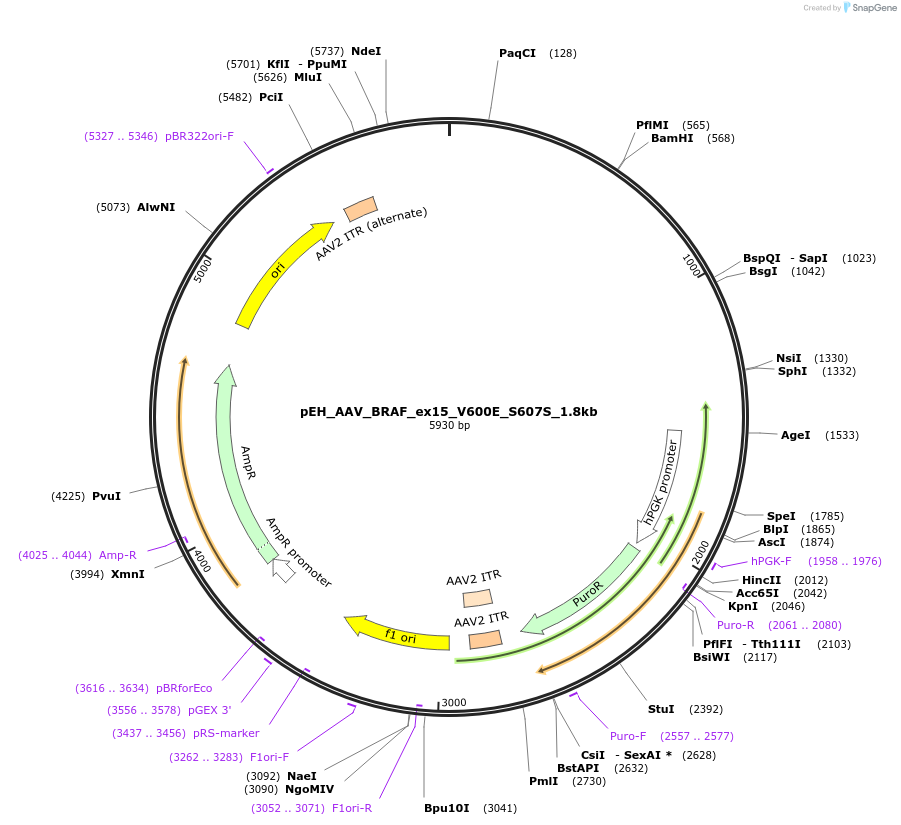 183078-plasmid-map-sequence-id-363420