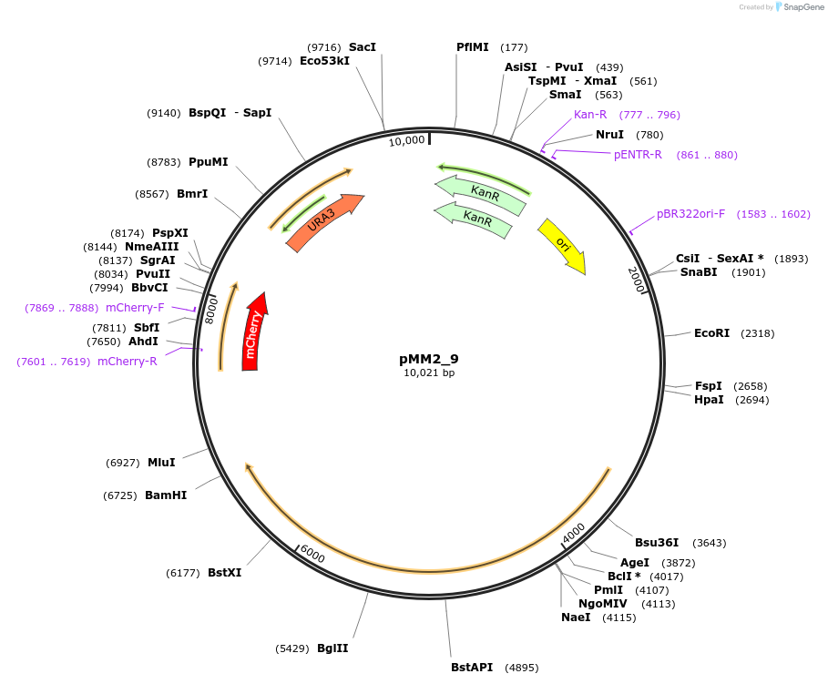 183058-plasmid-map-sequence-id-363425