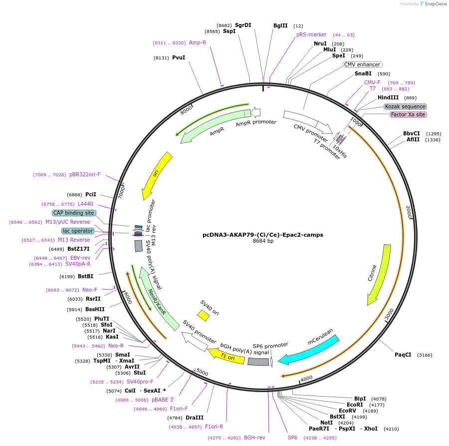 181956-plasmid-map-sequence-id-363427
