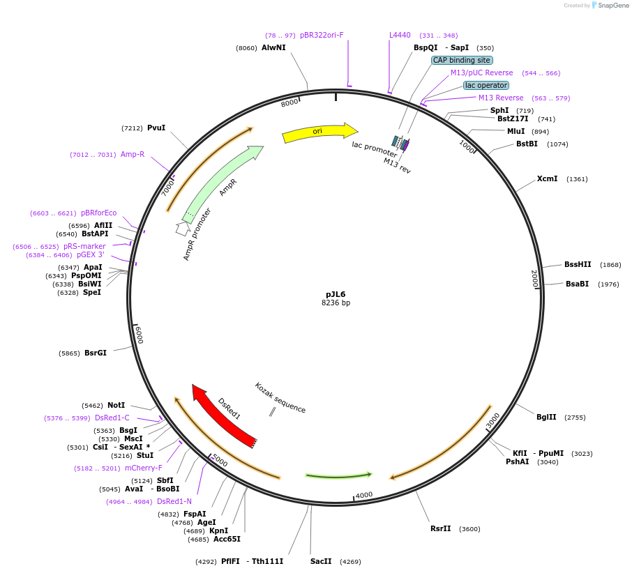 184134-plasmid-map-sequence-id-363434