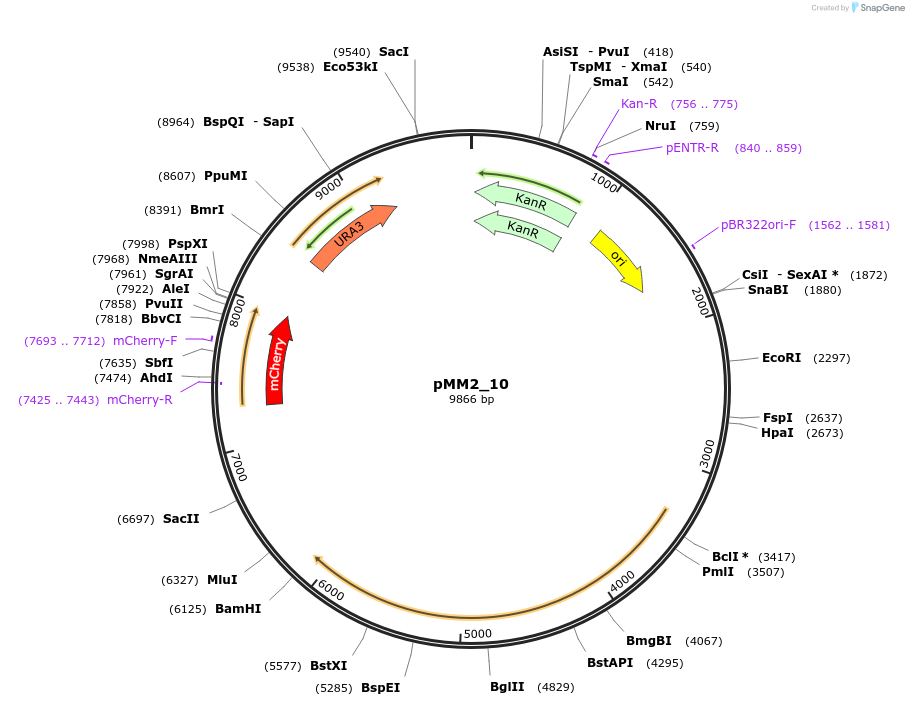 183059-plasmid-map-sequence-id-363439