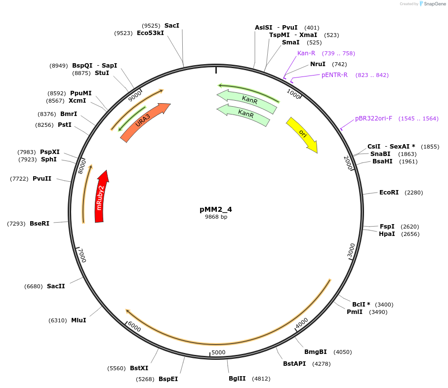 183057-plasmid-map-sequence-id-363440