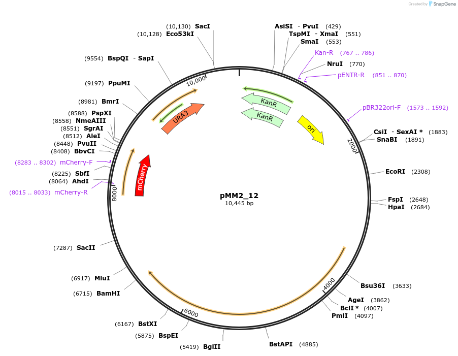 183061-plasmid-map-sequence-id-363441