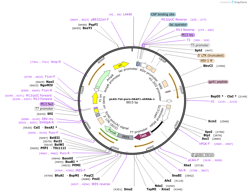 185371-plasmid-map-sequence-id-363455
