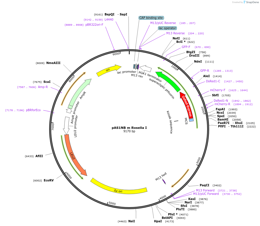71247-plasmid-map-sequence-id-363461
